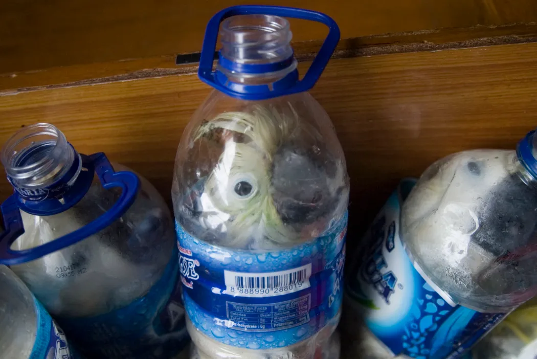 Indonesian yellow-crested cockatoos placed inside water bottles confiscated from an alleged wildlife smuggler, in Surabaya, on the Indonesian island of Java, on May 4, 2015. Photo: AFP. 