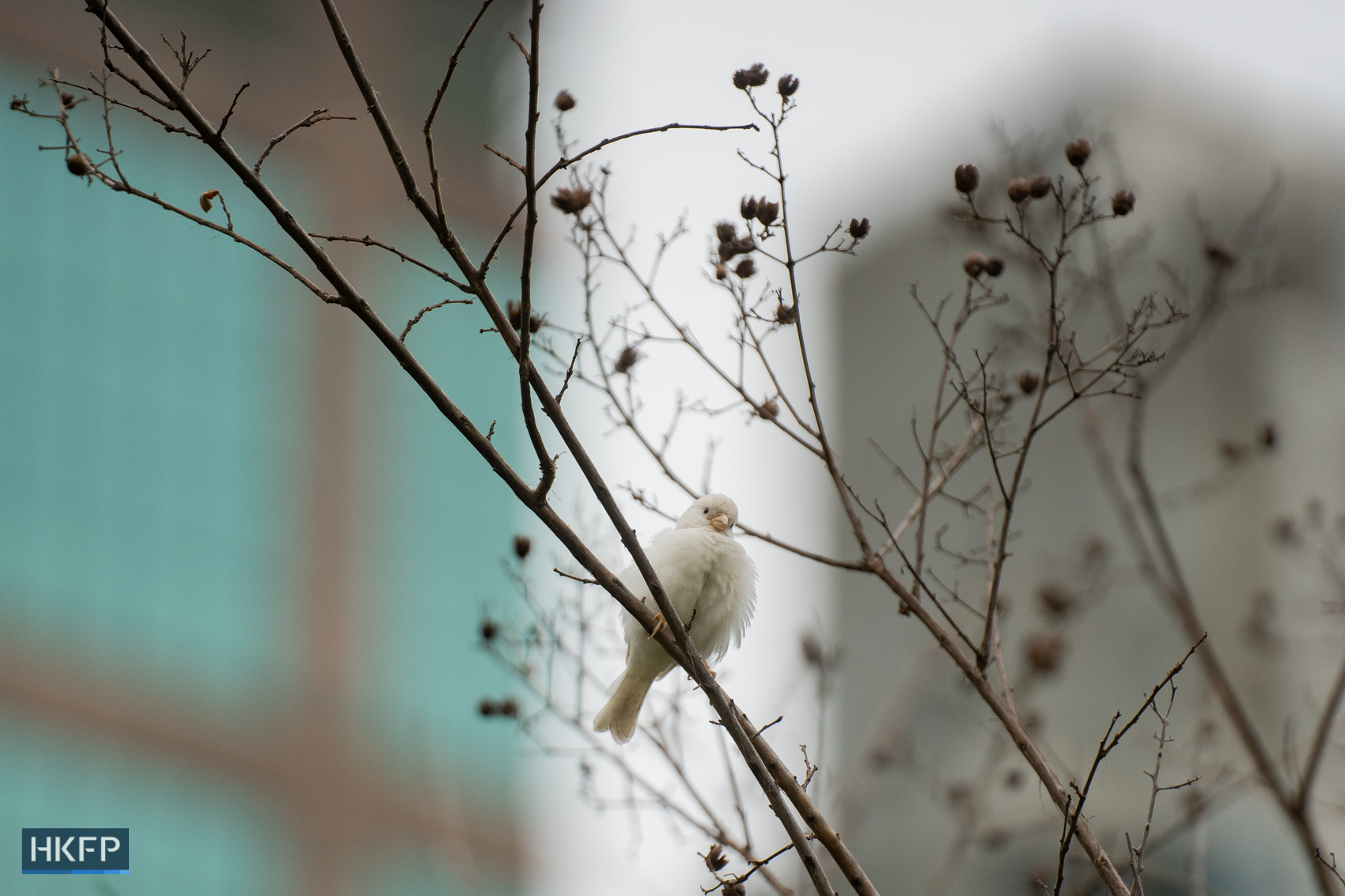 A white-colored sparrow was seen at Sun Yet Sen Memorial Park in Sai Ying Pun on February 9, 2024. Photo: Kyle Lam/HKFP.