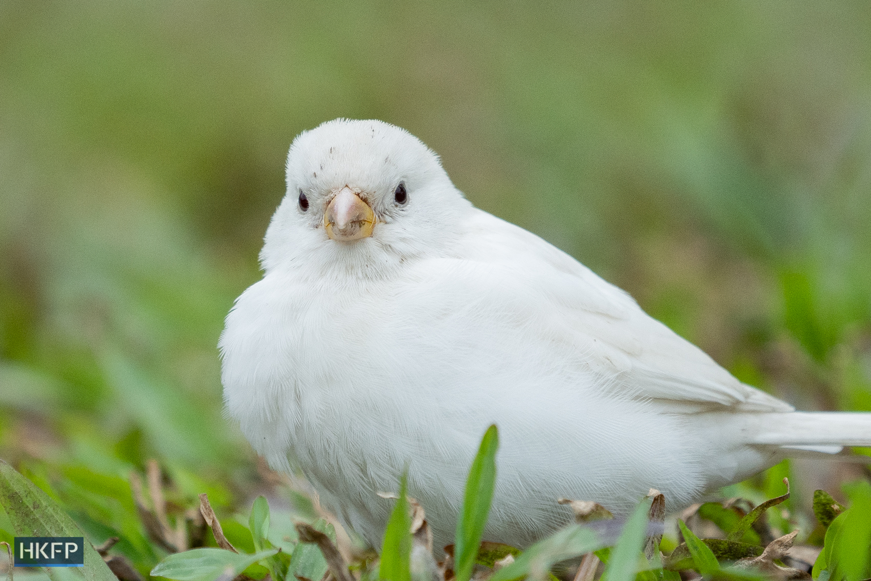 A white-colored sparrow was seen at Sun Yet Sen Memorial Park in Sai Ying Pun on February 9, 2024. Photo: Kyle Lam/HKFP.
