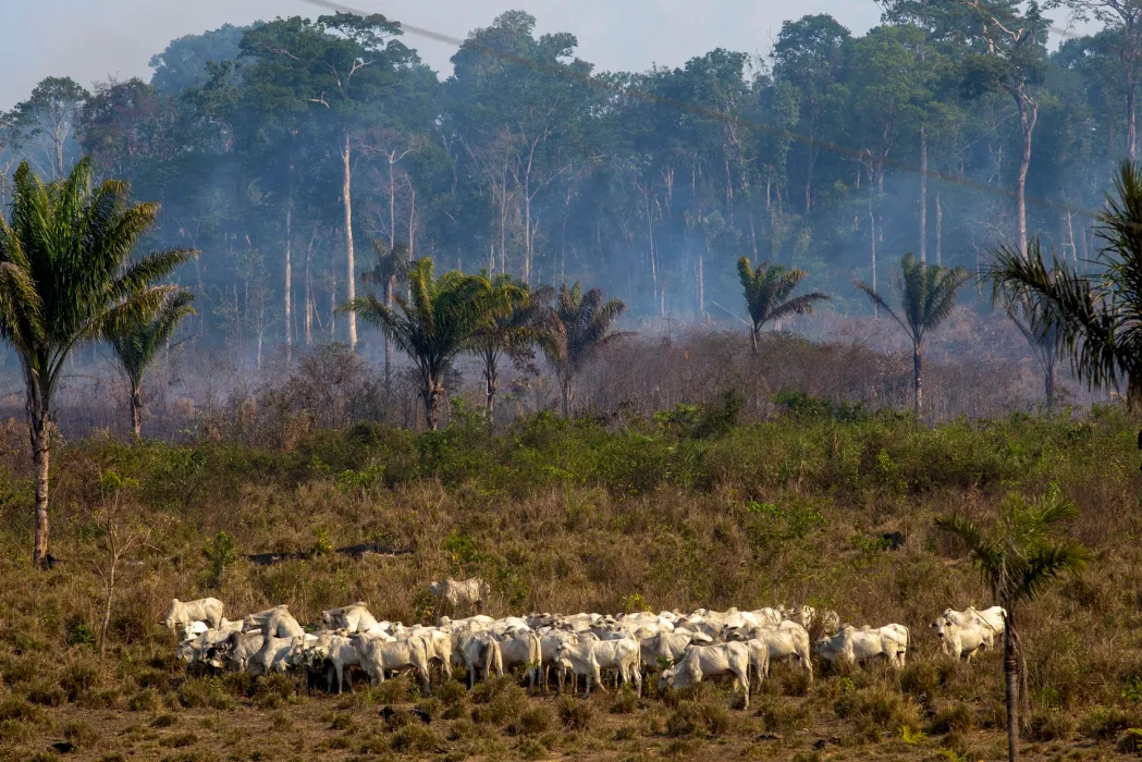 Cattle graze with a burnt area in the background after a fire in the Amazon rainforest near Novo Progresso, Para state, Brazil, on August 25, 2019. Photo: Joao Laet/AFP. 