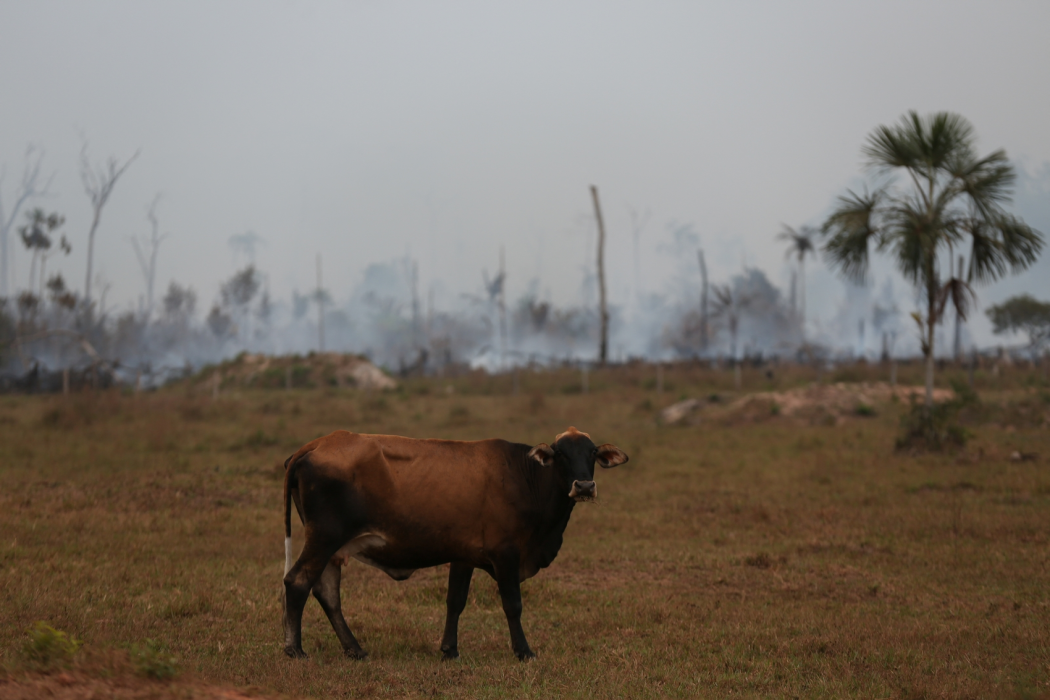 Cattle graze amongst the hazy smoke caused by fires along a highway in Manicoré, Amazonas state, Brazil on September 22, 2022. Photo: Michael Dantas/AFP.