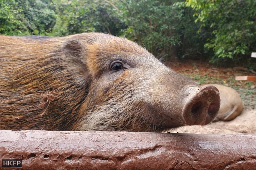wild pig boar