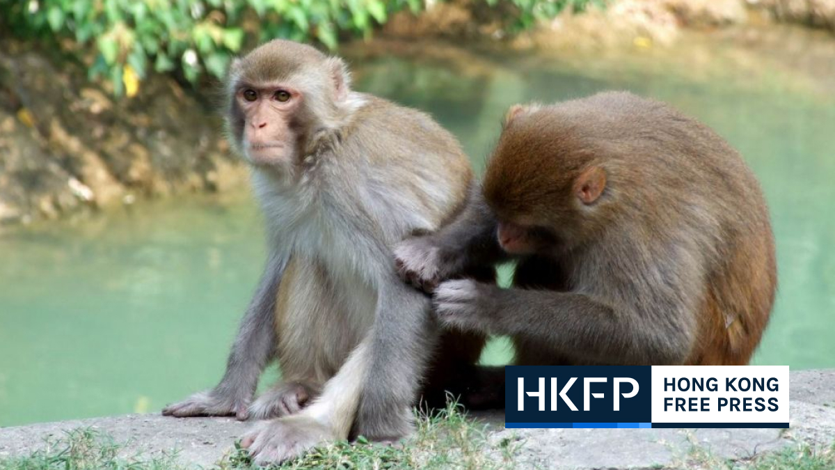 Un homme de Hong Kong blessé par des singes sauvages après avoir contracté le virus B